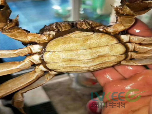 螃蟹黑底板