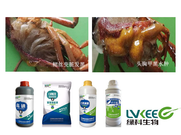小龙虾黑鳃