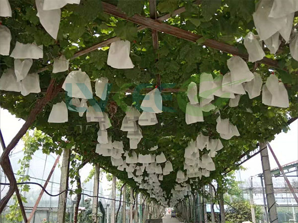 葡萄种植
