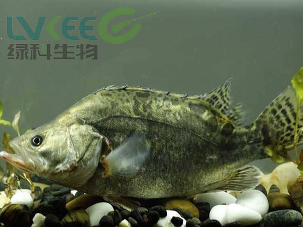 鳜鱼图片