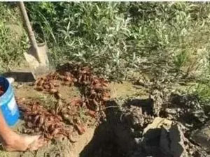 死虾无害处理