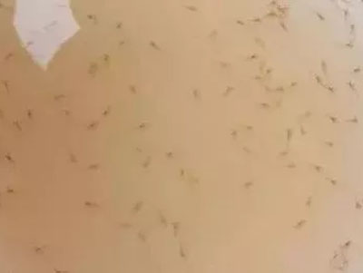虾苗