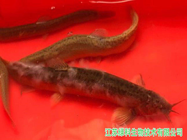 水霉感染