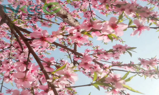 粉色桃花
