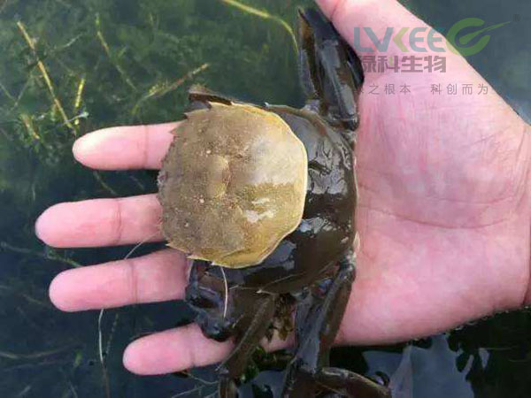 河蟹脱壳