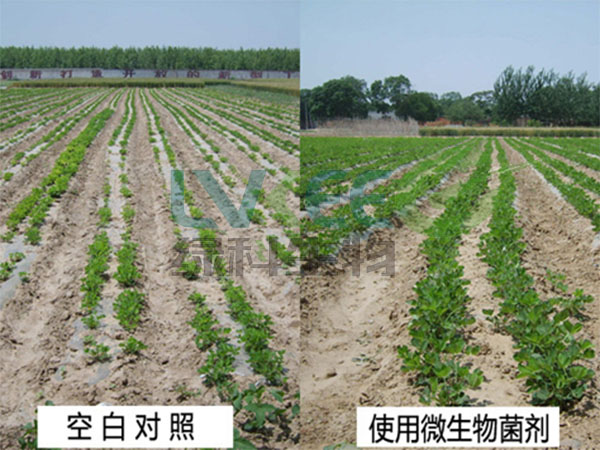 花生实验对比
