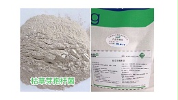 土传病用枯草芽孢杆菌，效果杠杠的！