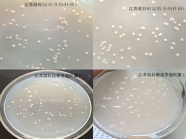 江苏绿科芽孢杆菌菌落图