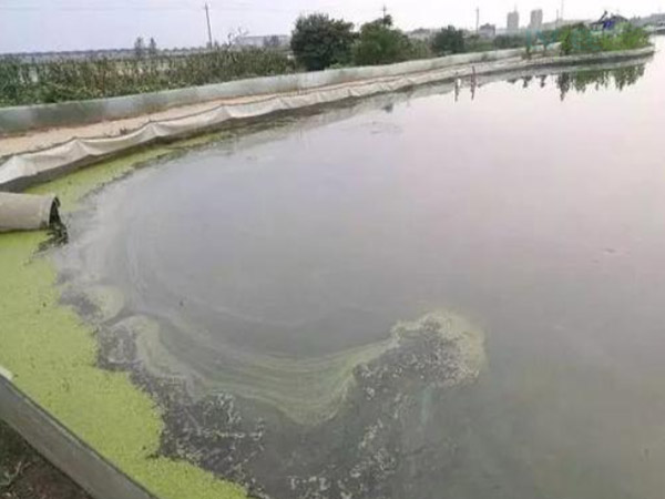 蓝藻爆发处理
