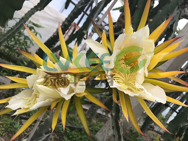 火龙果花果